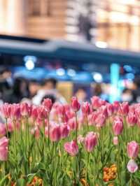 This isnt in holland but in Shanghai -Tulips Bloom 🌷 