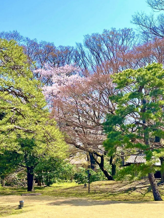 Spring Stroll at Rikugien Garden
