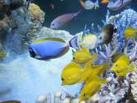 波士頓新英格蘭水族館