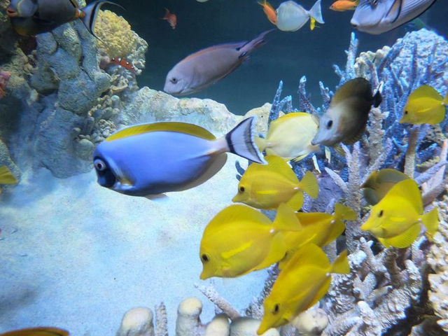 波士頓新英格蘭水族館