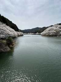 【佐賀】ダムと桜🌸が美しい場所！