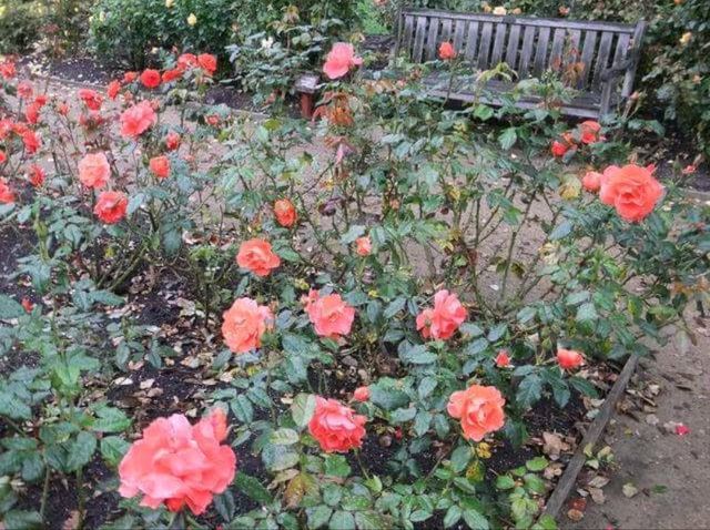 紐西蘭最古老的植物園#但尼丁植物園（Dunedin Botanic Garden）- 紐西蘭但尼丁市