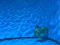 Where the Sea Comes Alive: Exploring Aqua World Oarai