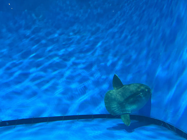 Where the Sea Comes Alive: Exploring Aqua World Oarai