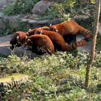 Panda Paradise: A Visit to Wolong Panda Base