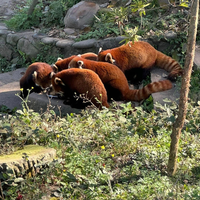 Panda Paradise: A Visit to Wolong Panda Base