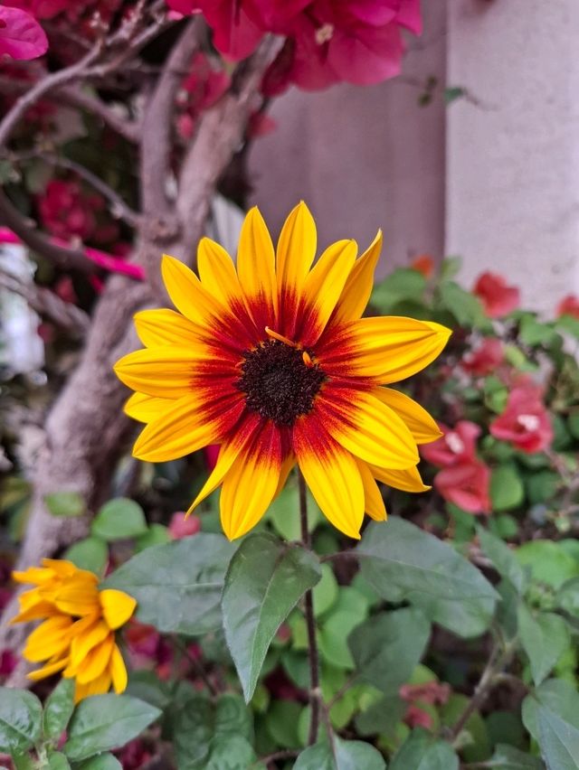 Xiamen Botanical Garden