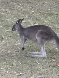 Close encounter with the kangaroos 
