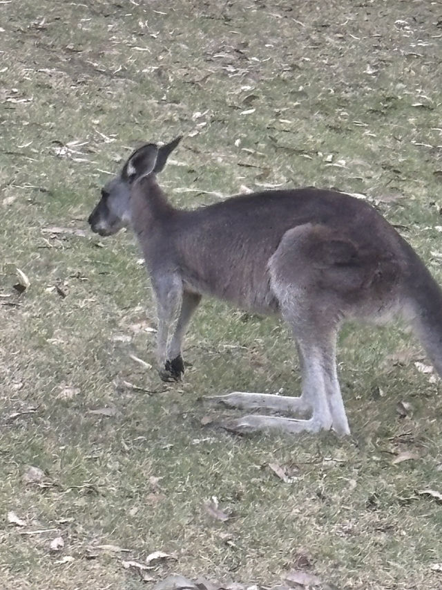 Close encounter with the kangaroos 