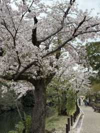 姬路公園-四月上旬，滿開時份，壯觀櫻花隧道