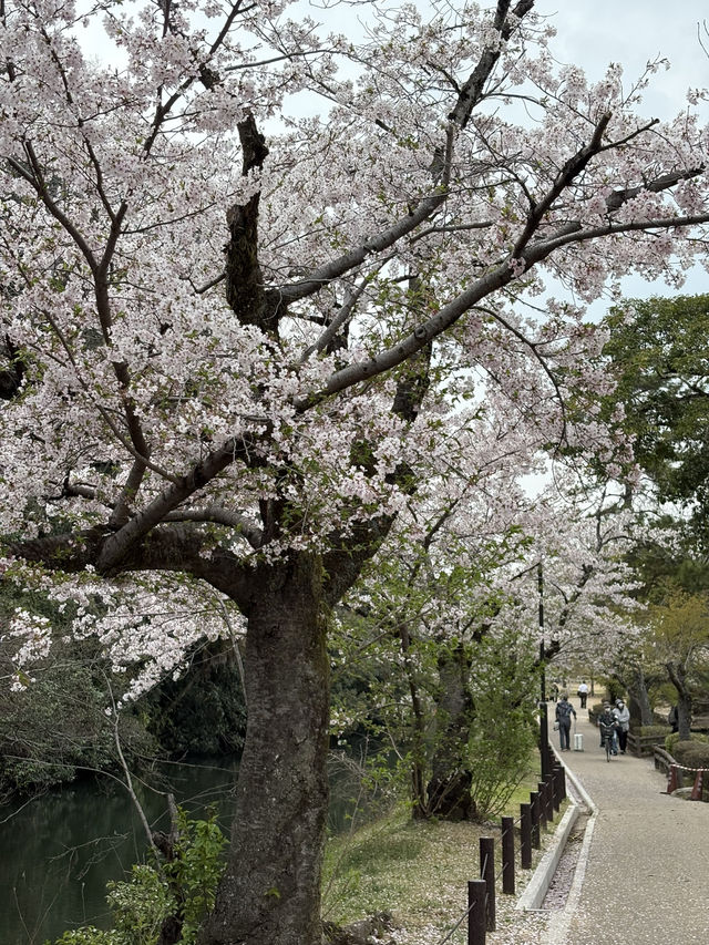 姬路公園-四月上旬，滿開時份，壯觀櫻花隧道