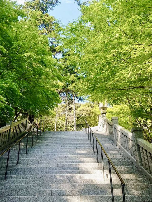 Spring Bliss at Hattasan Soneiji – Pink Moss in Full Bloom!
