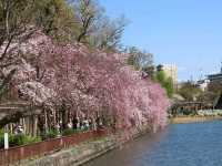 名古屋-名城公園，散步休閒的賞櫻好去處