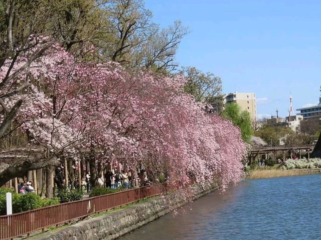 名古屋-名城公園，散步休閒的賞櫻好去處