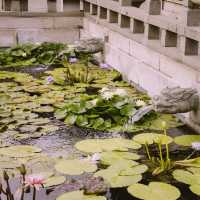 Tranquility Amidst the City: A Visit to Nan Lian Garden