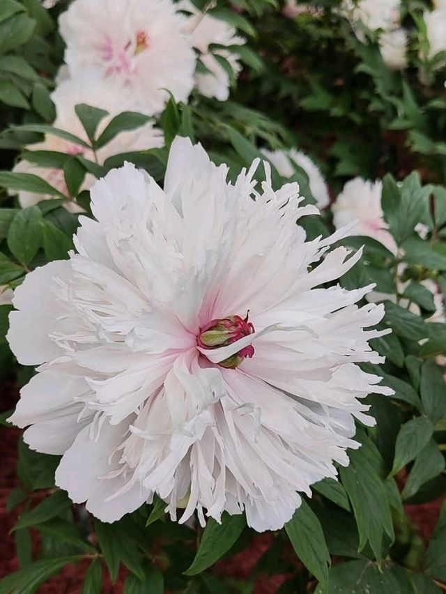 洛陽隋唐城遺址植物園賞牡丹