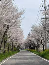 “Blossom Trails of Gwangju’s Charming Streets”