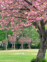 Busan’s Secret Sakura Spectacle: Where UN History Meets Stunning Yaezakura Blooms