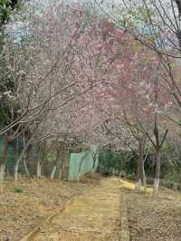 🌸 Quanzhou's Hidden Cherry Blossom Paradise! 🌸