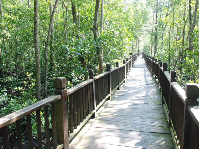 Taman Negara Johor Pulau Kukup – A Solo Traveller’s Adventurous Escape