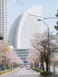 Yokohama Sakura: A Spring Blossom Experience