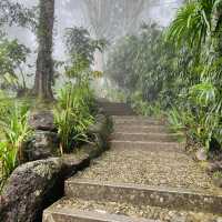 World’s First Japanese Tea House in a Tropical Forest!