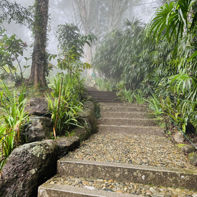 World’s First Japanese Tea House in a Tropical Forest!