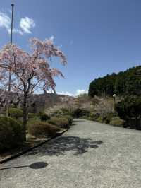 Hakone in April