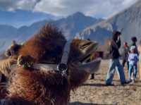 Nubra Valley - Leh Ladakh 🇮🇳🥰🐪🐫