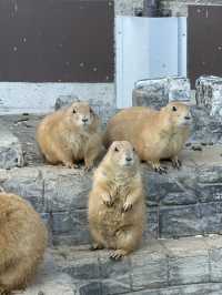 伊豆仙人掌動物園：一起看水豚君浸溫泉！