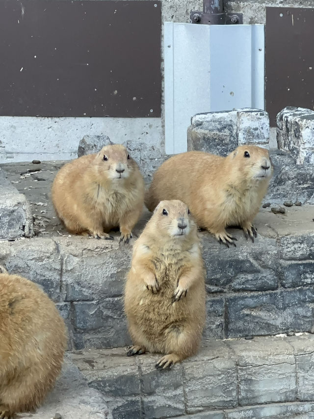 伊豆仙人掌動物園：一起看水豚君浸溫泉！