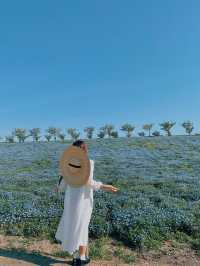 Nemophila-Công viên ven biển Maishima