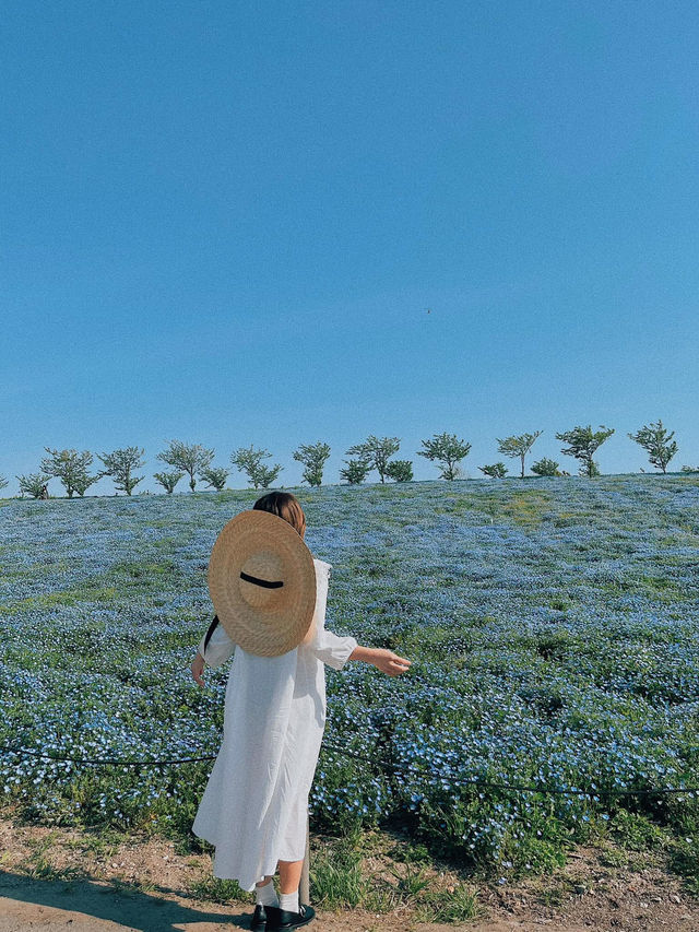 Nemophila-Công viên ven biển Maishima