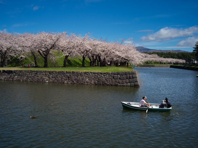 🌸函館必打卡！邂逅五棱郭公園絕美櫻海