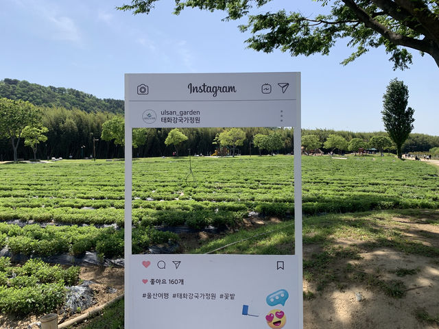 햇살 가득한 오후, 태화강의 속삭임 