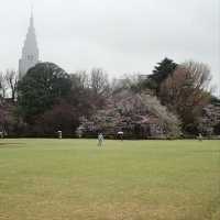 Cherry Blossom Bliss in the Heart of Tokyo