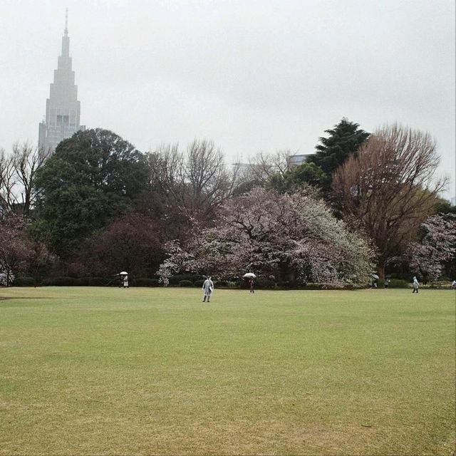 Cherry Blossom Bliss in the Heart of Tokyo