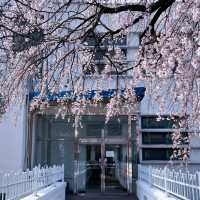 Cherry Blossoms at Jeongdok Library