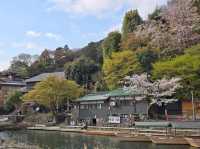 Just Me, Some Sakura, and a River Doing Its Thing