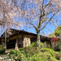 京都-原谷苑，此生必看的櫻花勝地！