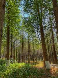 Reflections of Spring: Nature’s Calm at Haihong Wetland Park