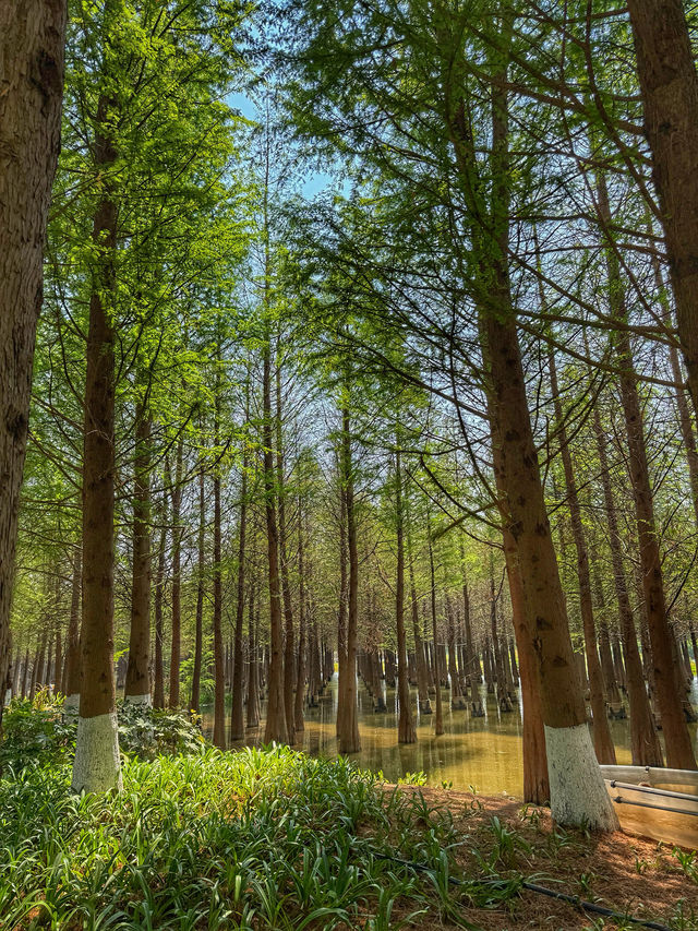Reflections of Spring: Nature’s Calm at Haihong Wetland Park