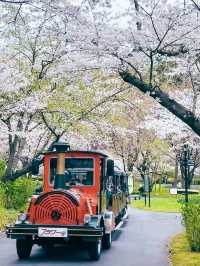 Flower Wonderland