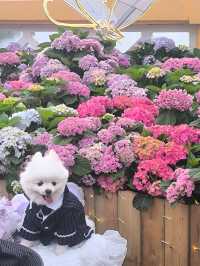 屯門黃金海岸繡球花節