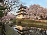 “Petals and Power: Matsumae Castle’s Spring Reign”