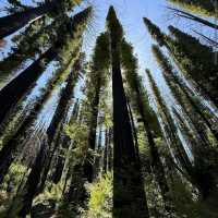 Big Basin Redwoods State Park – CA