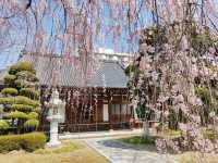 曹洞宗 五鋒山 松音寺，伊達家宗廟與春櫻的相互輝映