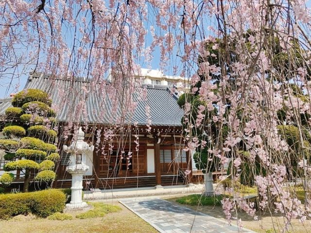 曹洞宗 五鋒山 松音寺，伊達家宗廟與春櫻的相互輝映