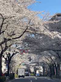 跟著櫻花季遊東京～
