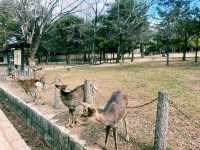 [東大寺] 1300年の祈りが息づく、大仏のふるさと